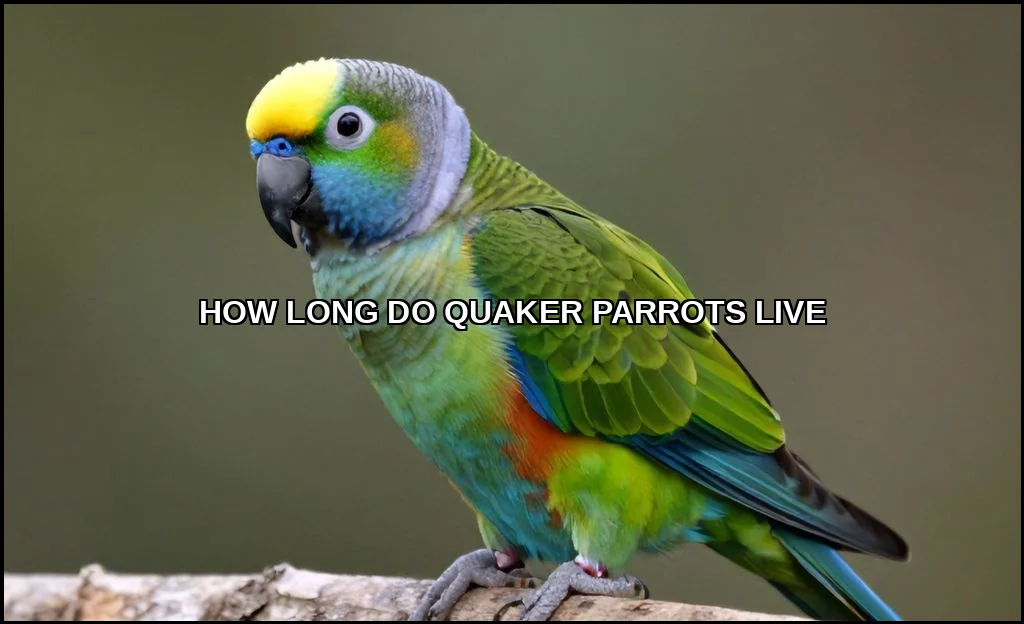 How long do quaker parrots live