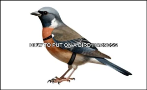Put on a bird harness