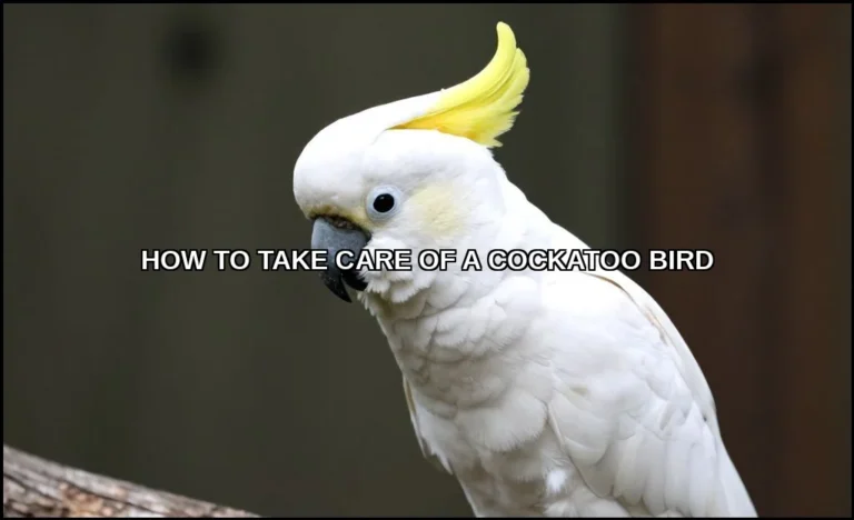 Take care of a cockatoo bird