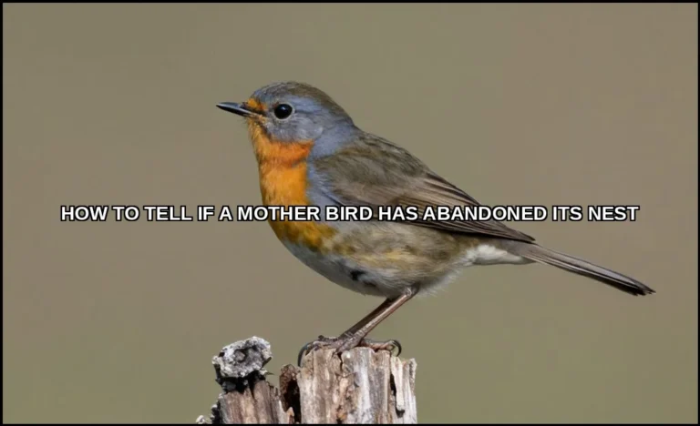 Tell if a mother bird has abandoned its nest