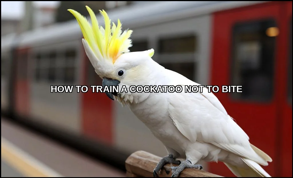 Train a cockatoo not to bite