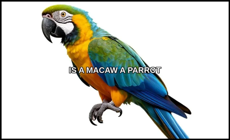 Is a macaw a parrot