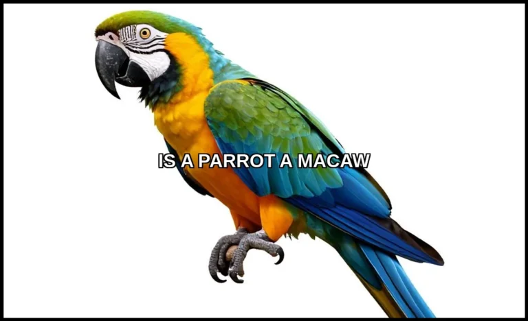 Is a parrot a macaw