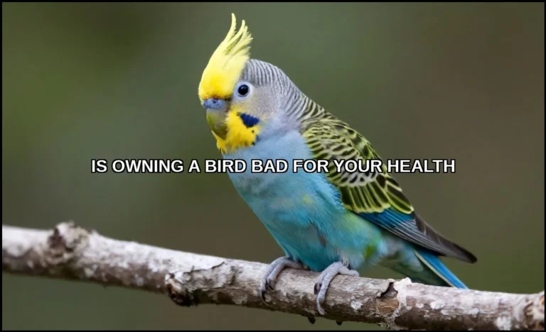 Is owning a bird bad for your health