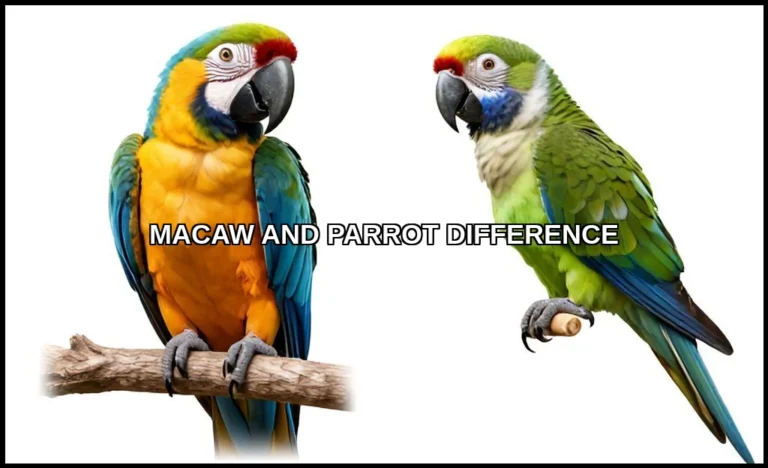 Macaw and parrot difference