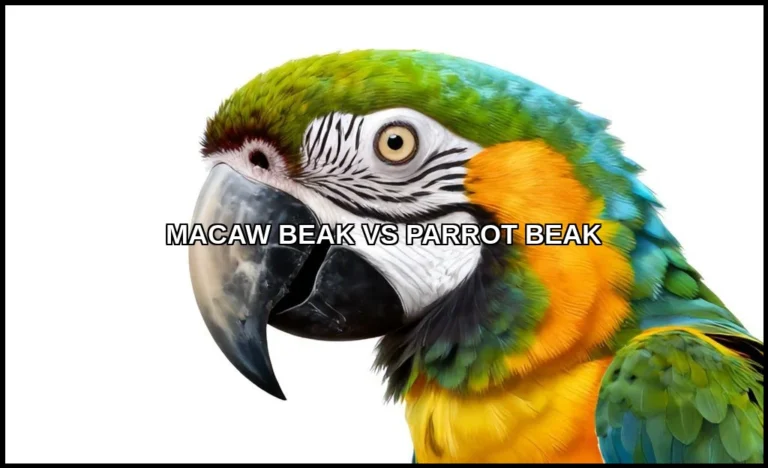 Macaw beak vs parrot beak