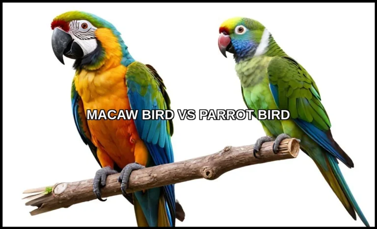 Macaw bird vs parrot bird