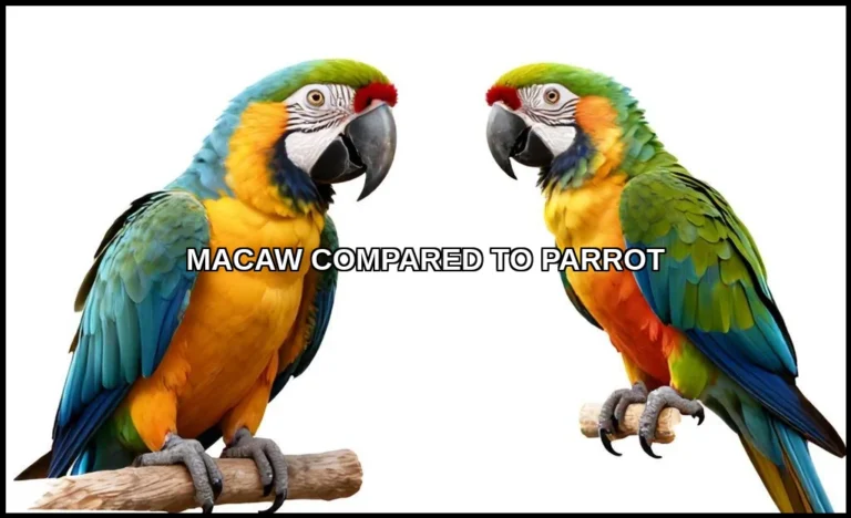Macaw compared to parrot