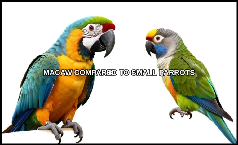 Macaw compared to small parrots
