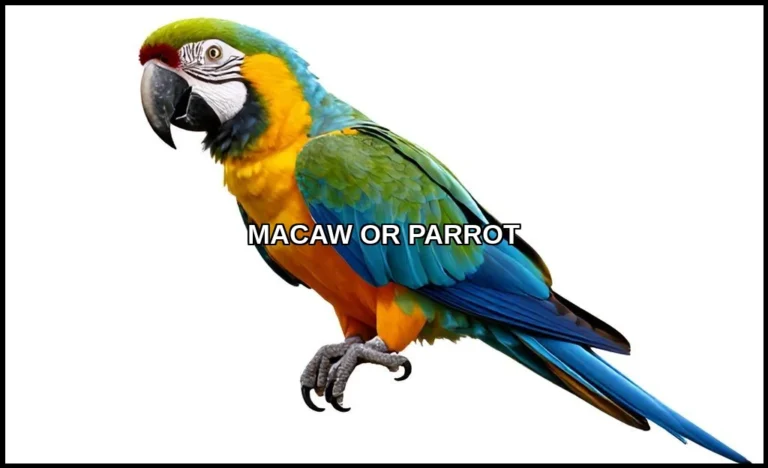 Macaw or parrot