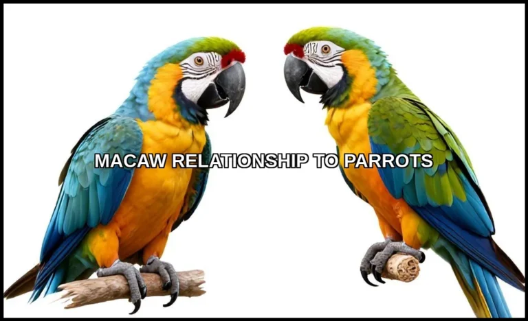 Macaw relationship to parrots