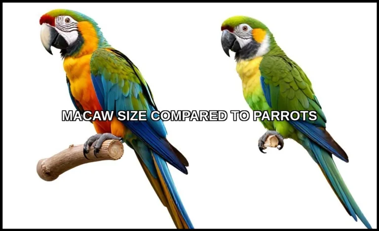Macaw size compared to parrots