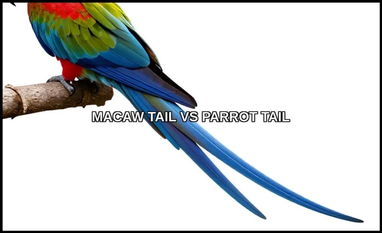 Macaw tail vs parrot tail