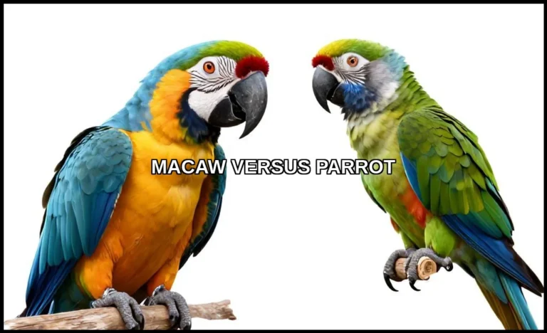 Macaw versus parrot