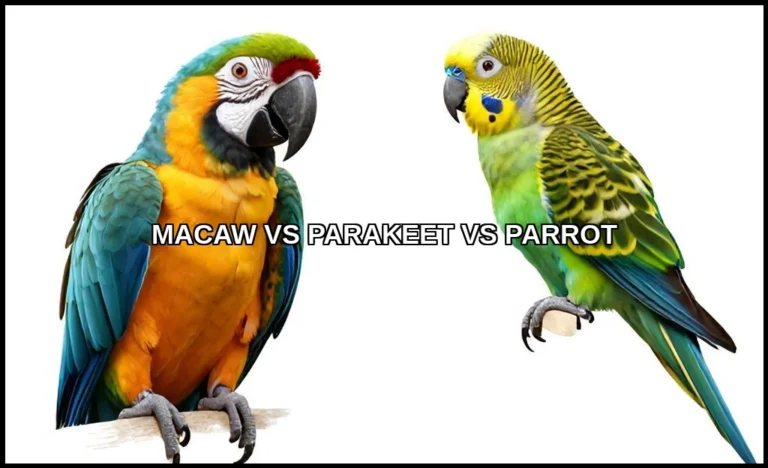 Macaw vs parakeet vs parrot