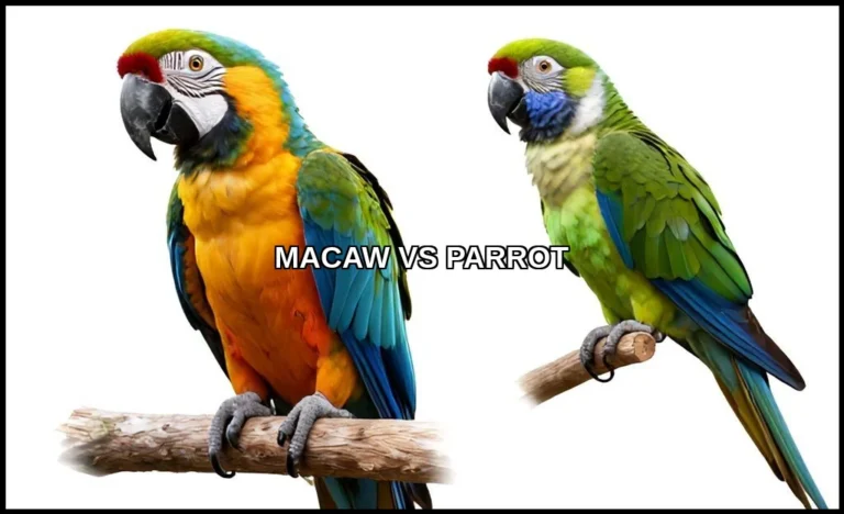 Macaw vs parrot