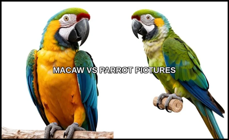 Macaw vs parrot pictures