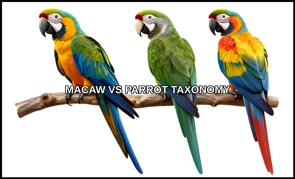 Macaw vs parrot taxonomy