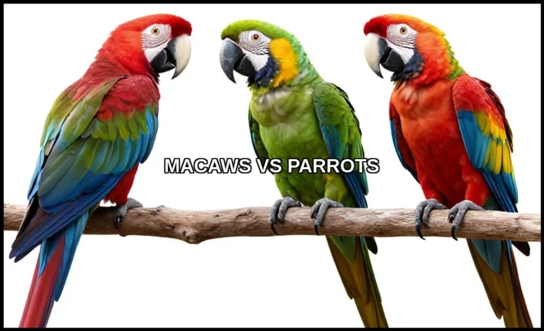 Macaws vs parrots