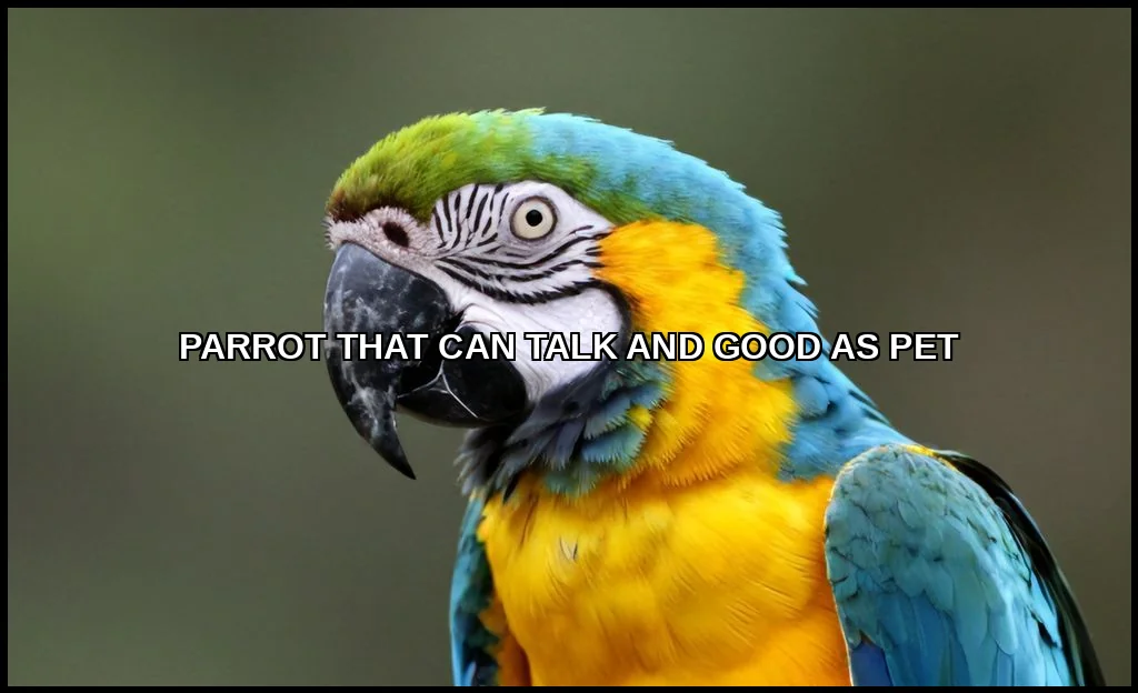 Parrot that can talk and good as pet