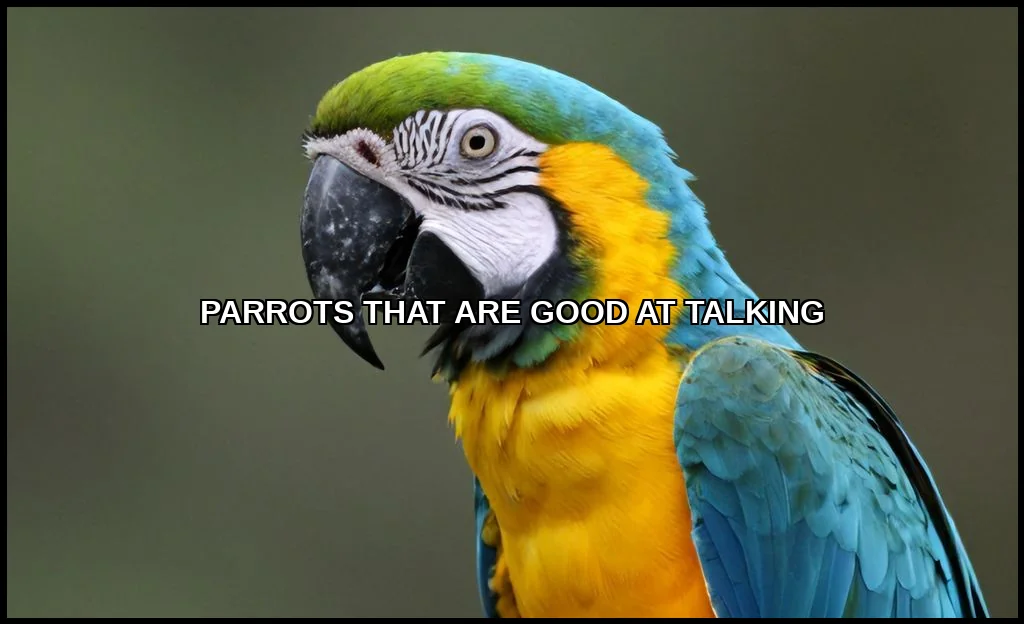 Parrots that are good at talking