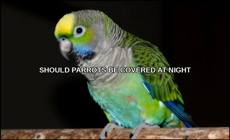 Should parrots be covered at night
