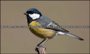 Tips for achieving sharp and detailed bird images