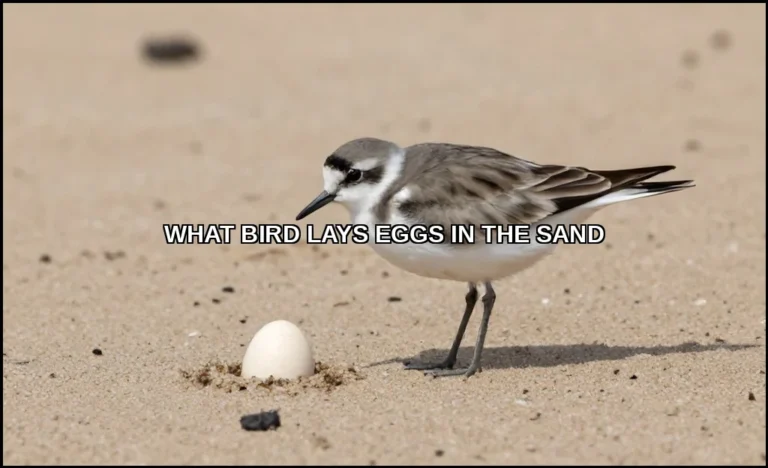 What bird lays eggs in the sand