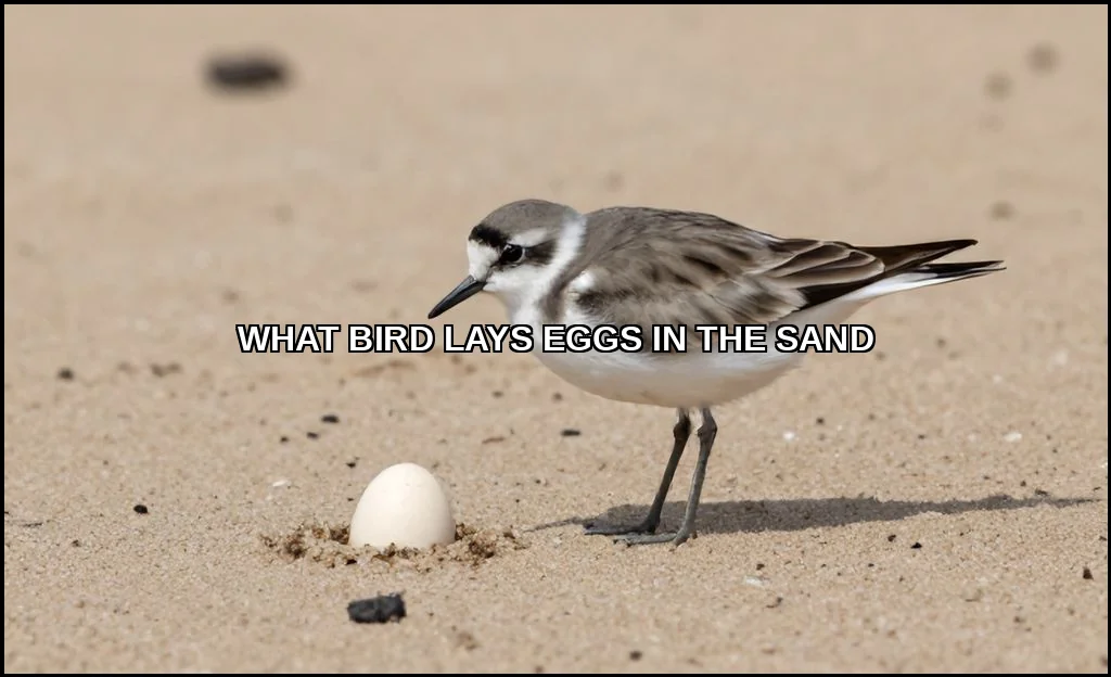 What bird lays eggs in the sand