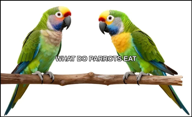 What do parrots eat