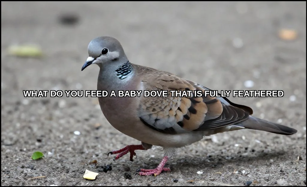 What do you feed a baby dove that is fully feather