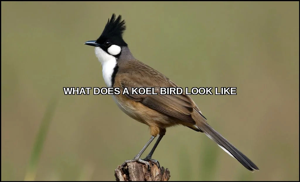 What does a koel bird look like