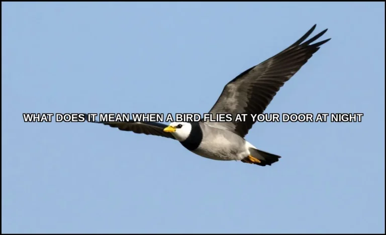 What does it mean when a bird flies at your door a