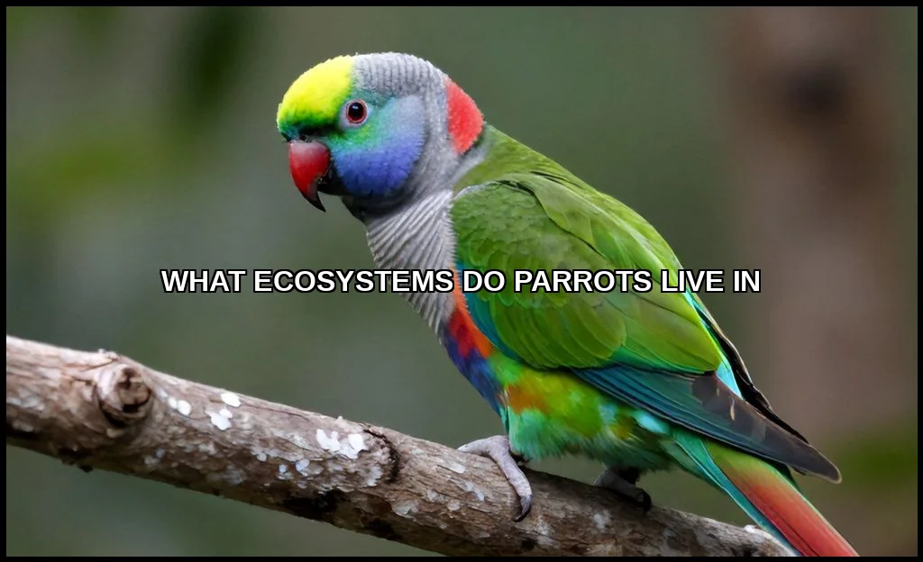 What ecosystems do parrots live in
