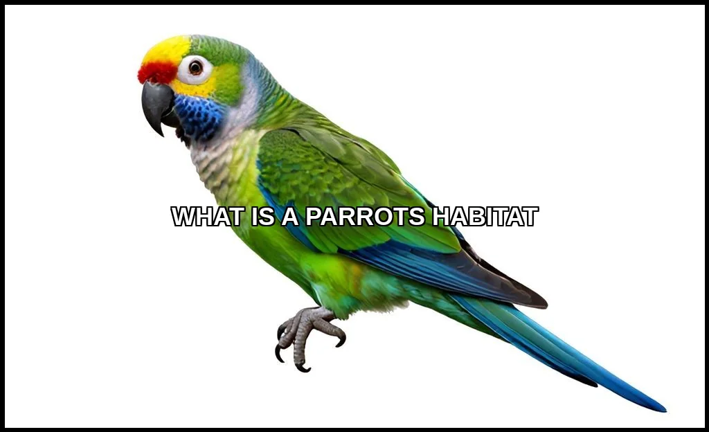 A parrot’s habitat