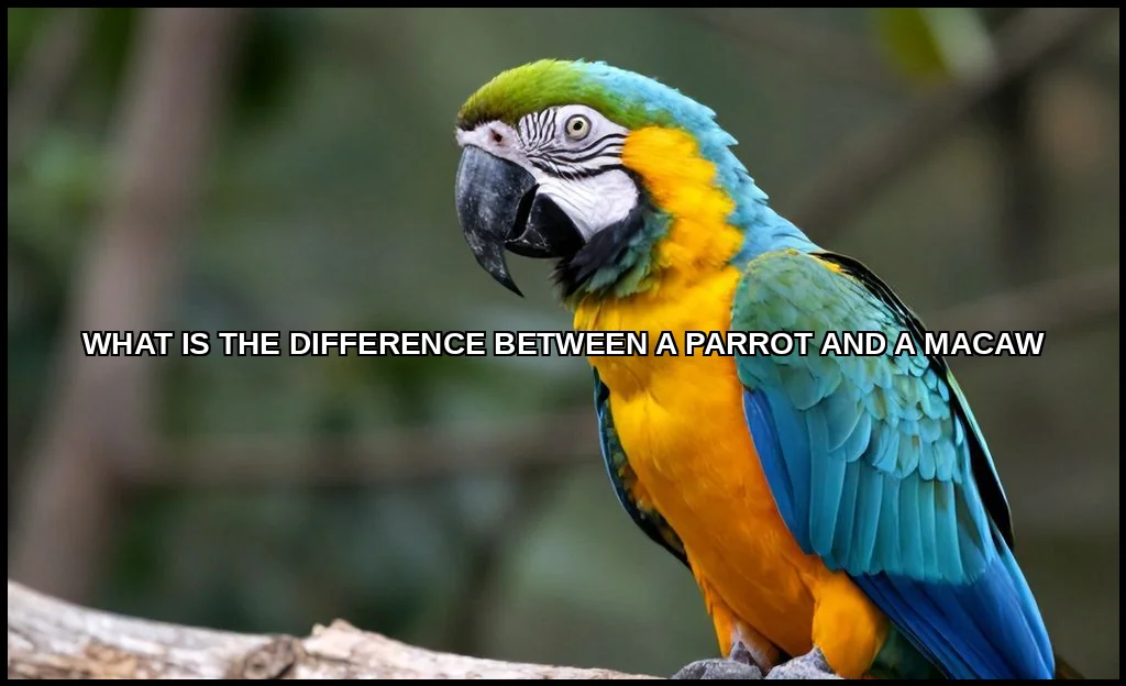 The difference between a parrot and a macaw