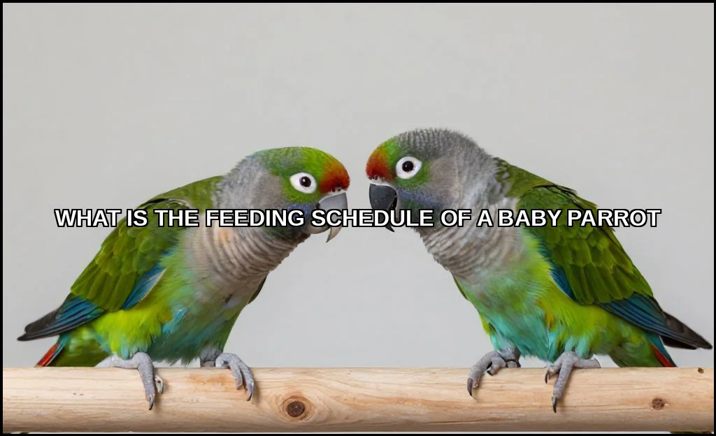 The feeding schedule of a baby parrot