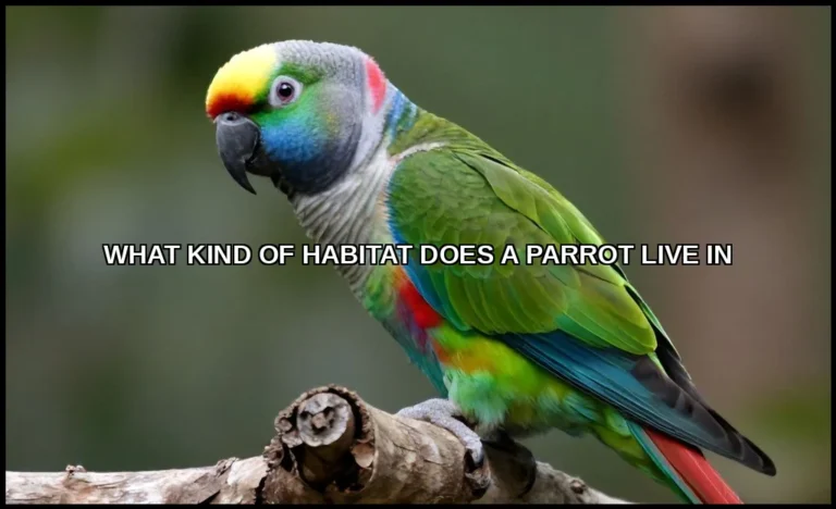 What kind of habitat does a parrot live in