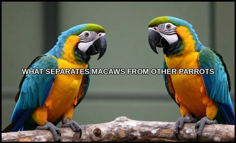 What separates macaws from other parrots