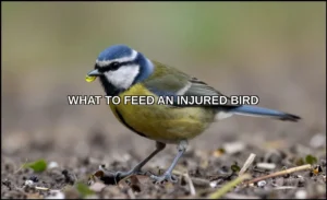 What to feed an injured bird