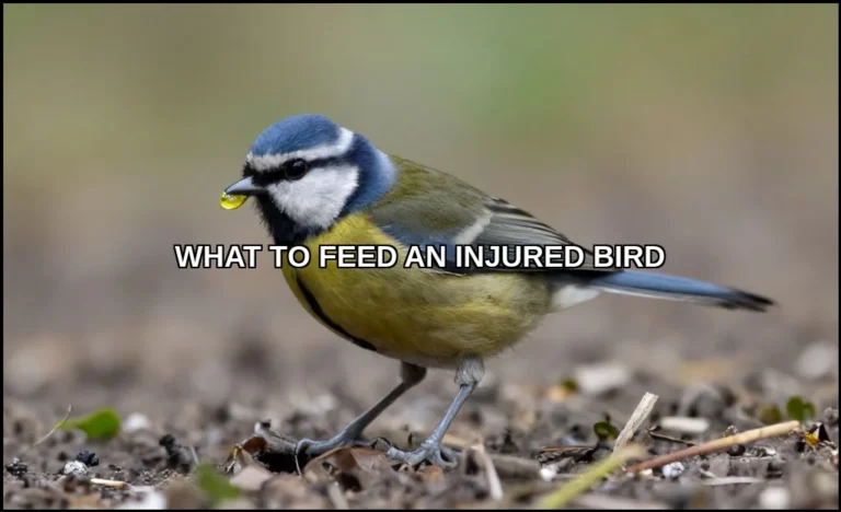 What to feed an injured bird