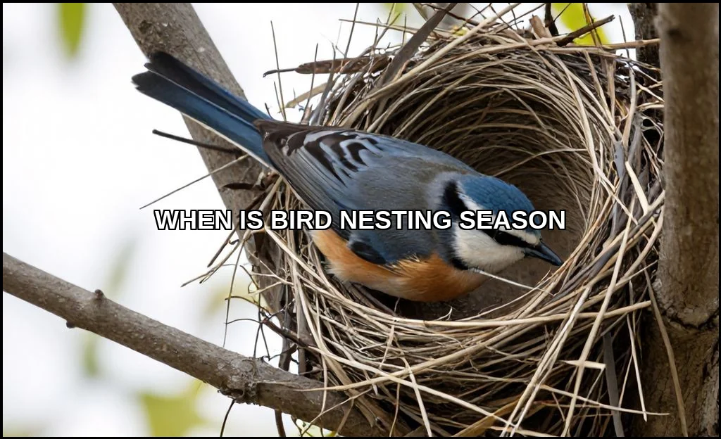 When is bird nesting season