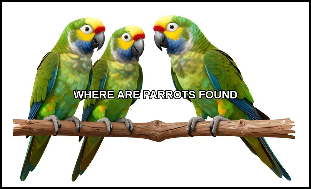 Where are parrots found