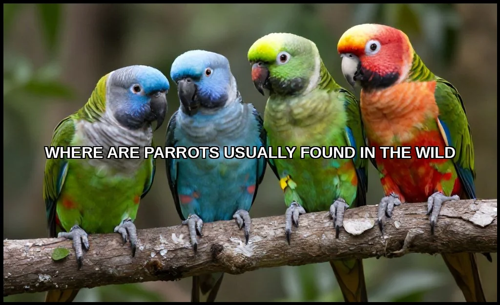 Where are parrots usually found in the wild