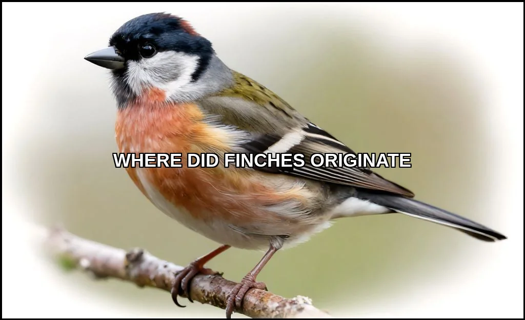 Where did finches originate