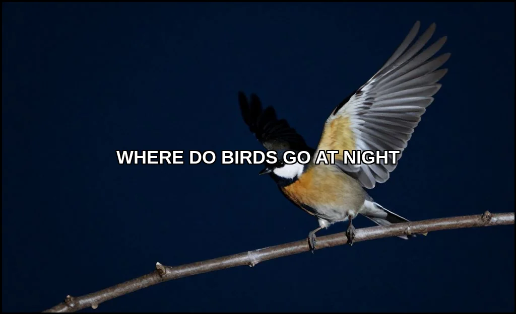 Where do birds go at night
