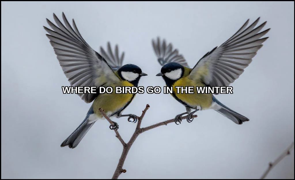 Where do birds go in the winter