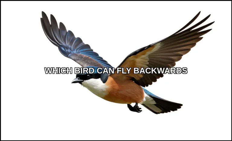 Which bird can fly backwards
