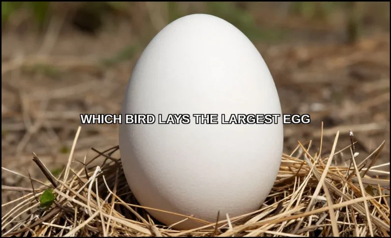 Which bird lays the largest egg