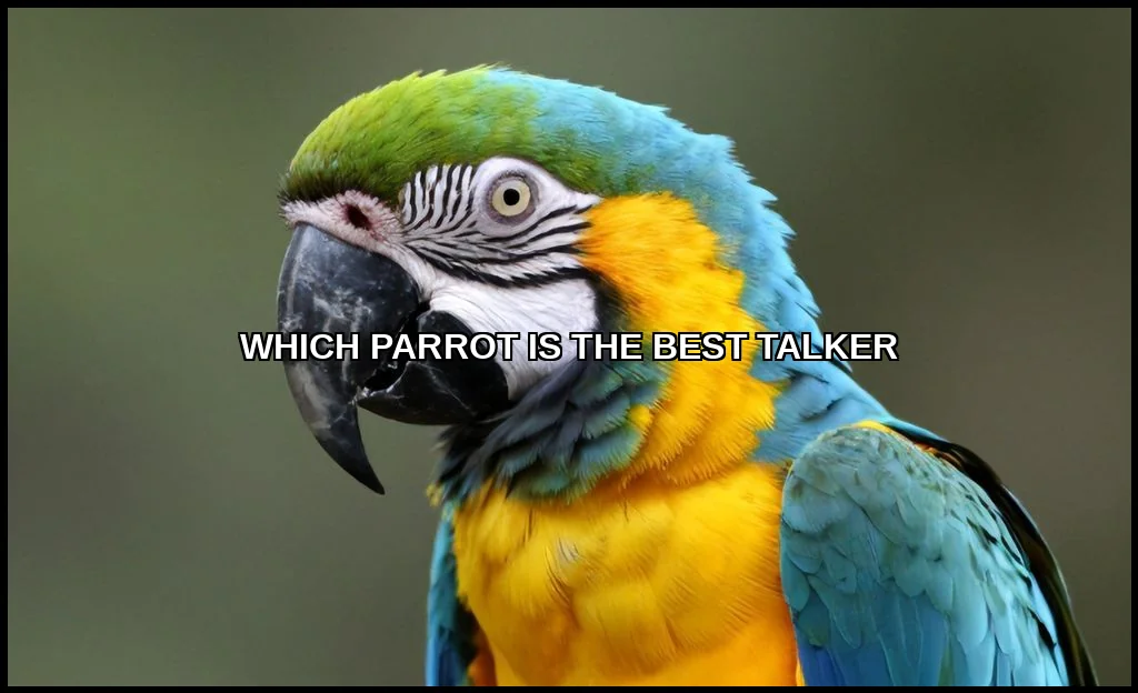Which parrot is the best talker